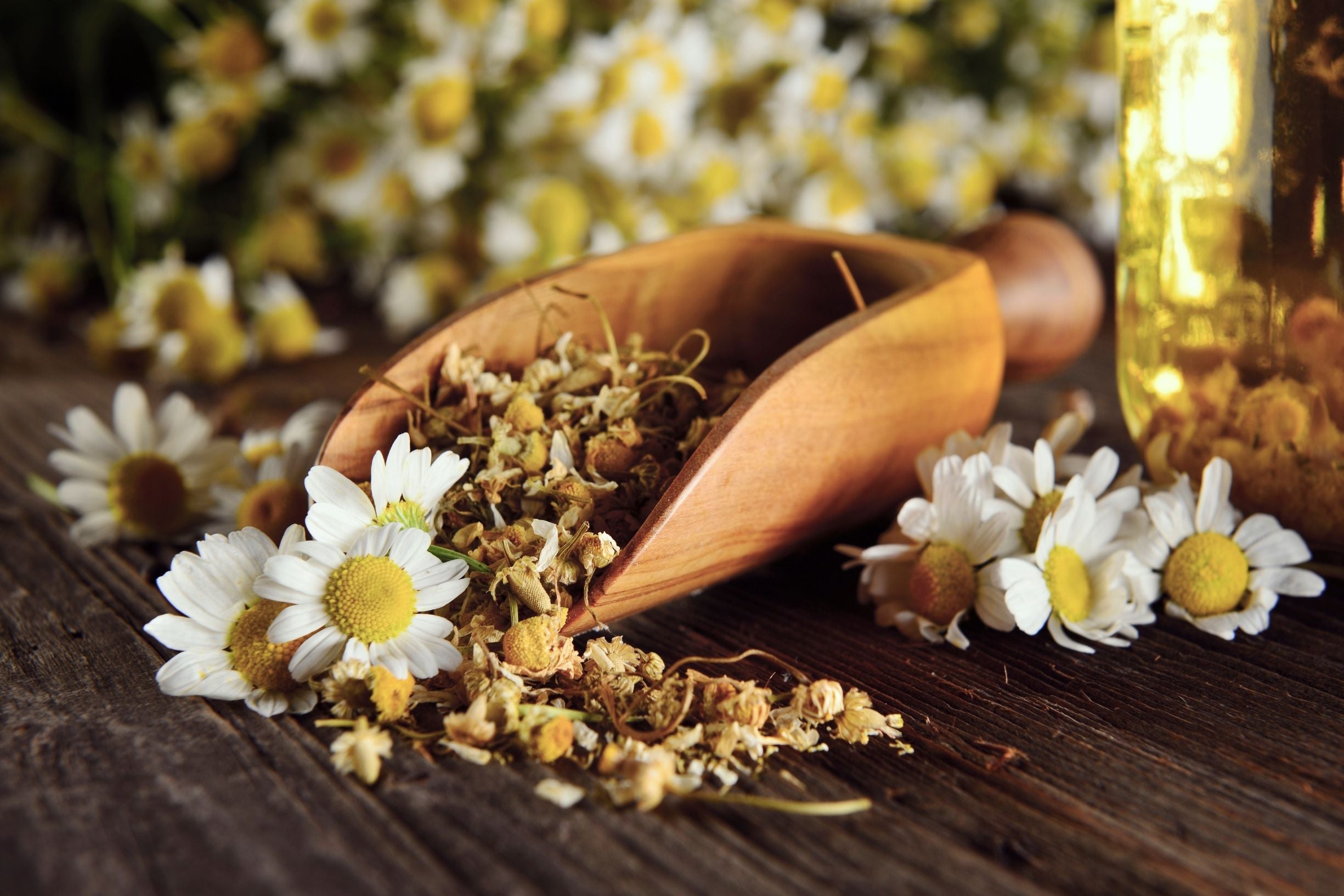 Flor de Manzanilla
